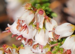 Erica capillaris
