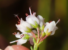 Erica capillaris