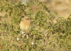 Oenanthe hispanica