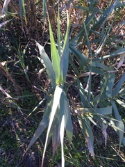 Arundo
