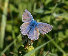 Polyommatus thersites