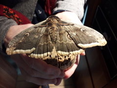Saturnia pyri