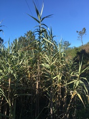 Arundo