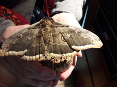 Saturnia pyri