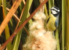 Cyanistes teneriffae