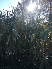 Arundo
