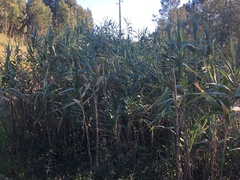 Arundo