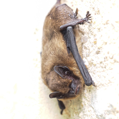 Pipistrellus