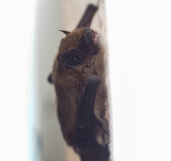Pipistrellus