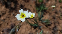 Sisyrinchium cuspidatum