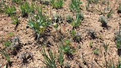 Sisyrinchium cuspidatum