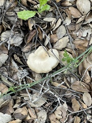 Clitocybe brunneocephala