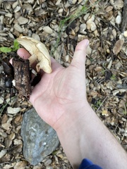 Clitocybe brunneocephala
