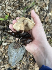 Clitocybe brunneocephala
