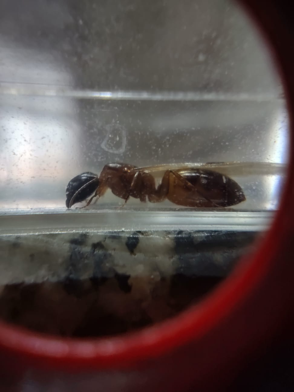 Pseudocolobopsis
