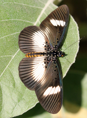 Pseudacraea eurytus imitator