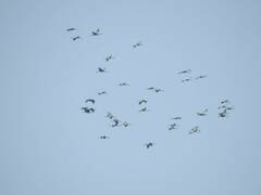 Grus grus