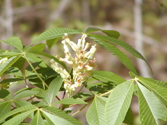 Aesculus sylvatica