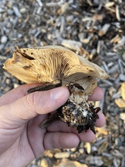 Clitocybe brunneocephala