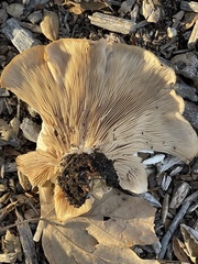 Clitocybe brunneocephala