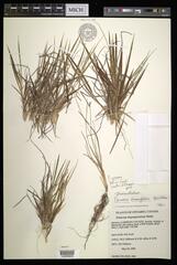 Dichanthelium linearifolium werneri