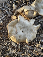 Clitocybe brunneocephala
