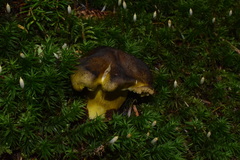 Tricholoma