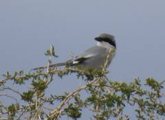 Lanius excubitor