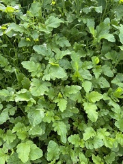 Brassiceae