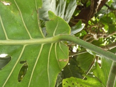 Monstera dubia