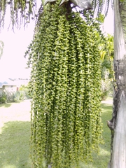 Caryota