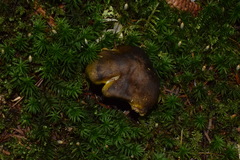 Tricholoma