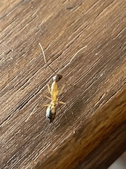 Camponotus maculatus