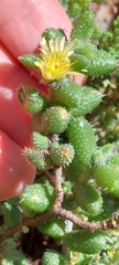Delosperma echinatum