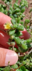 Delosperma echinatum