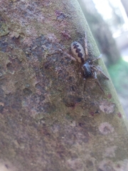 Segestria senoculata