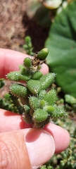Delosperma echinatum