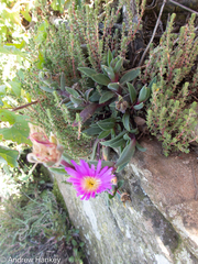 Delosperma sutherlandii