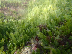 Caulerpa