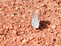 Celastrina ladon