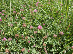 Trifolium africanum