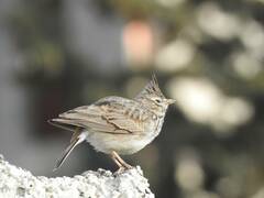 Galerida cristata