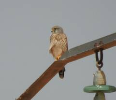 Falco tinnunculus