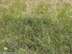 Trifolium africanum