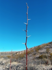 Vachellia constricta