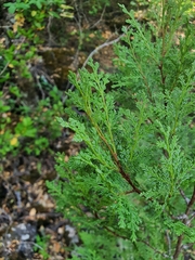 Austrocedrus chilensis