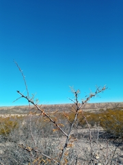 Vachellia constricta