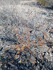 Vachellia constricta