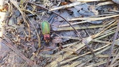 Carabus lineatus