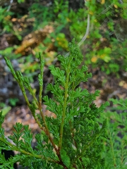 Austrocedrus chilensis